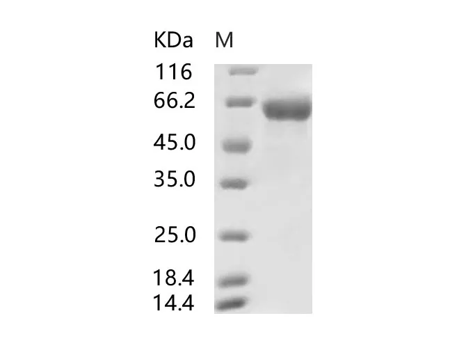 Recombinant SARS-CoV Spike S2-His Recombinant Protein - image 1