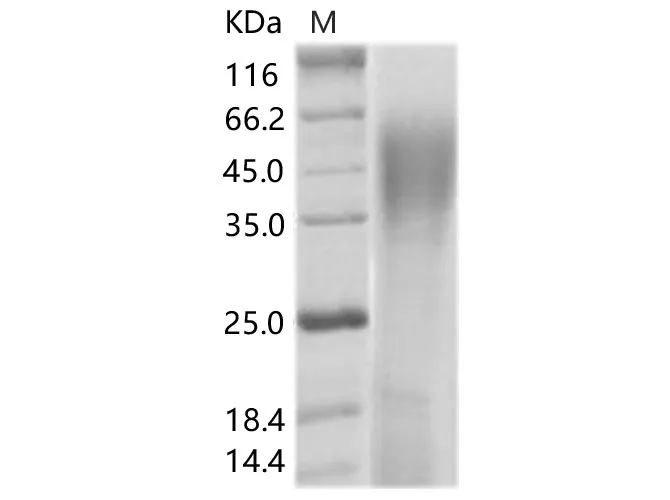 Recombinant SIV (isolate SIVmac251v31523ru28) envelope glycoprotein gp120 Protein (His Tag) - image 1