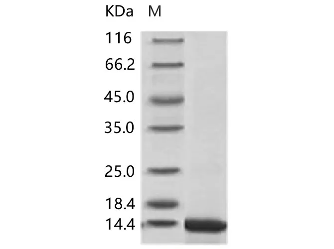 Recombinant ZIKV E / Envelope protein (Domain III, His Tag) - image 1