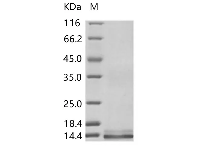 Recombinant ZIKV (strain Zika SPH2015) Envelope protein (Domain III, His Tag) - image 1