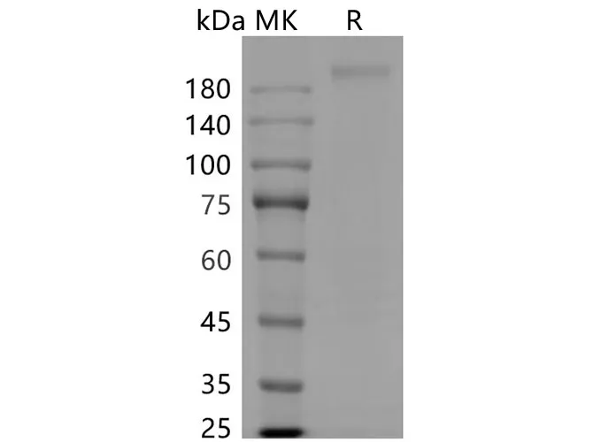 Recombinant SARS-CoV-2 S-trimer Protein - image 1