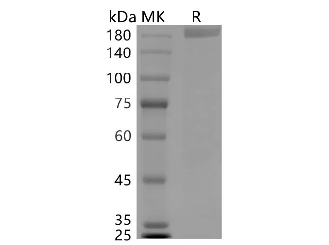 Recombinant SARS-CoV-2 S-trimer 6P Protein - image 1