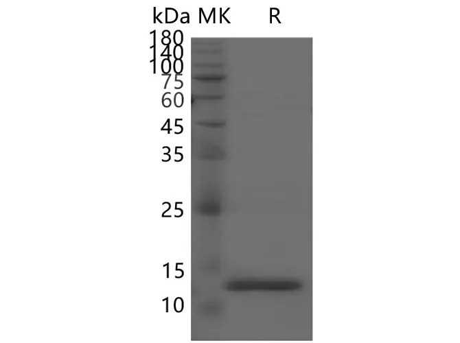 Recombinant SARS-CoV-2 NSP9 protein - image 1