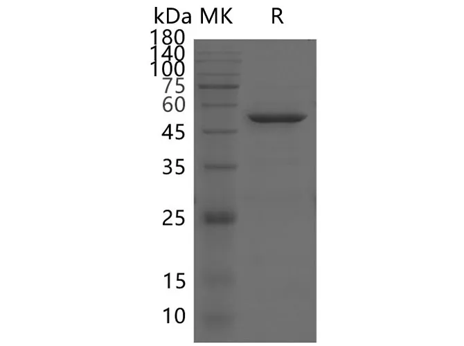 Recombinant SARS-CoV-2 NSP16 protein - image 1