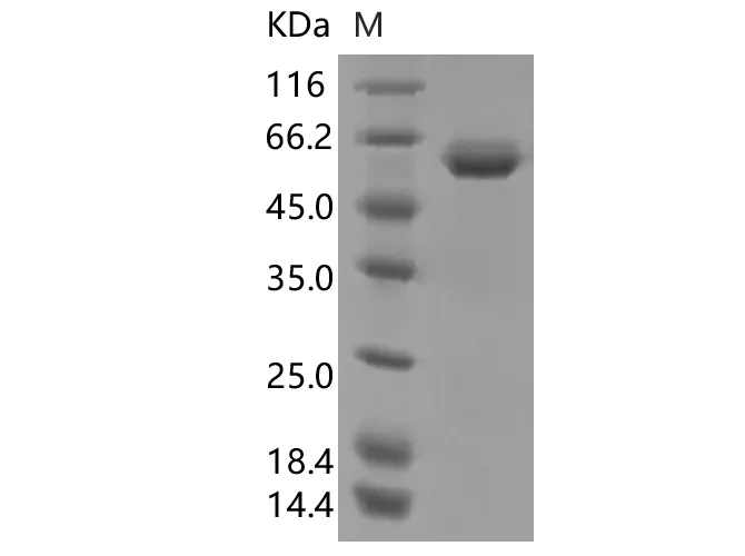 Recombinant SARS-CoV-2 Spike RBD (N501Y)(Fc Tag) - image 1