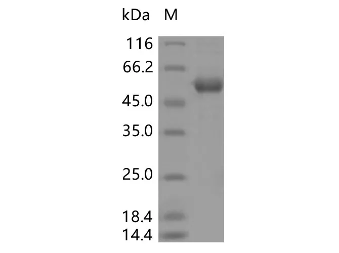 Recombinant SARS-CoV-2 Spike RBD (E484K)(rFc Tag) - image 1