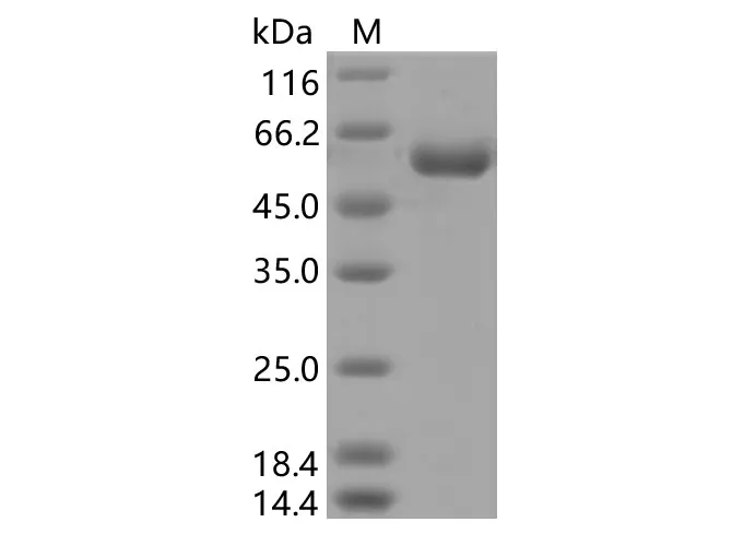 Recombinant SARS-CoV-2 Spike RBD (K417N)(rFc Tag) - image 1