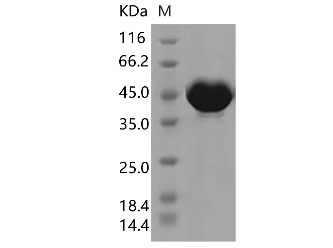 Recombinant SARS-CoV-2 N Protein (P80R)(His Tag) - image 1