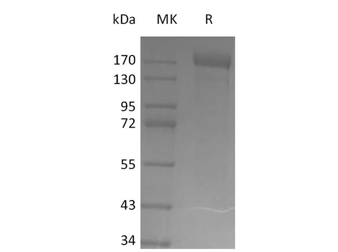 Recombinant SARS-CoV-2 S-trimer(Y453F,D614G)(His Tag) - image 1
