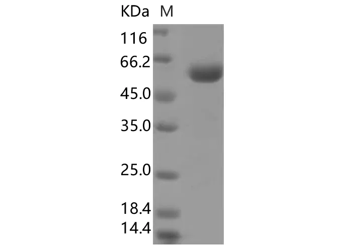 Recombinant SARS-CoV-2 Spike Protein (RBD, mFc Tag)(V367F) - image 1