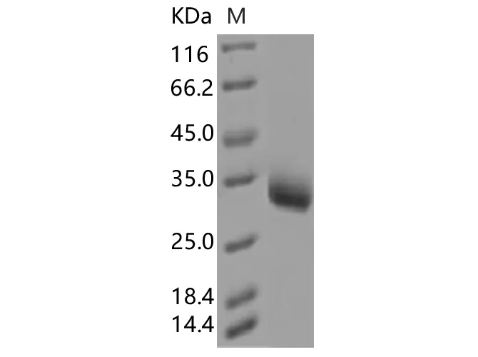 Recombinant SARS-CoV-2 Spike RBD(Y508H)(His Tag) - image 1
