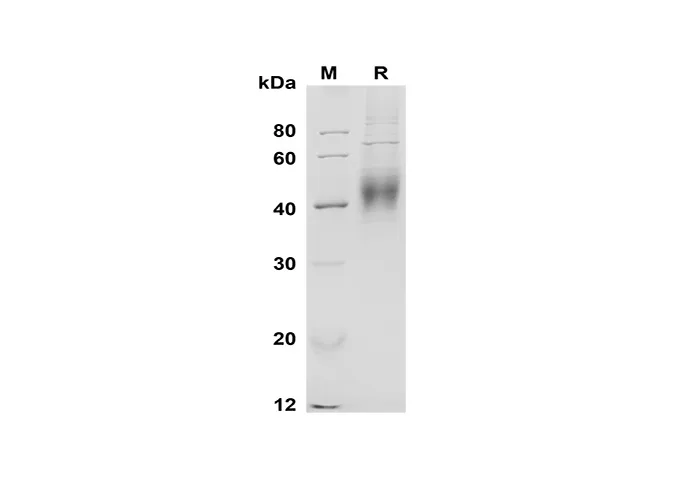 Recombinant Mouse CD48/SLAMF2 Protein(His Tag) - image 1