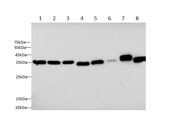 GAPDH Monoclonal Antibody - image 1