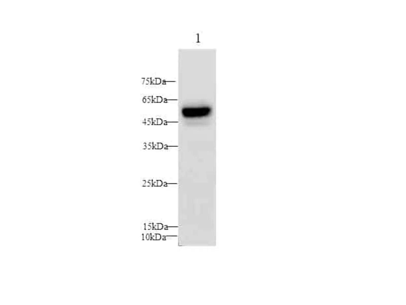 Serpin E1/PAI-1 Polyclonal Antibody (Capture/Detector) - image 1