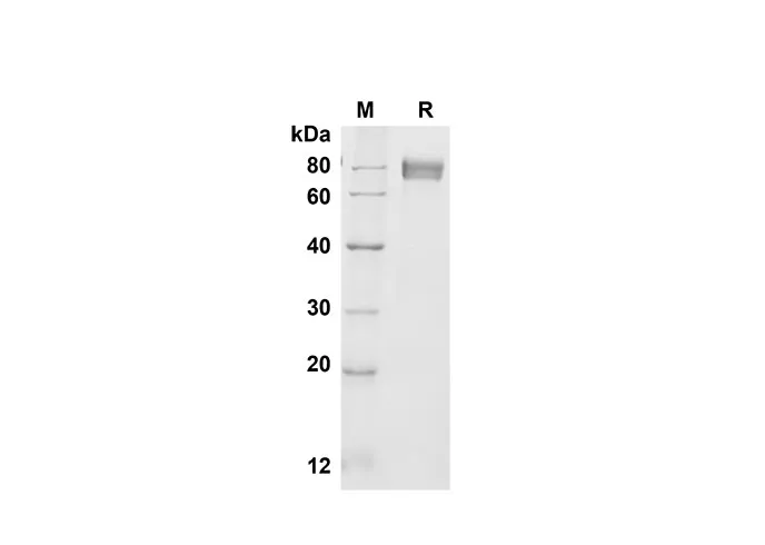 Recombinant Mouse CD14 Protein(Fc Tag) - image 1