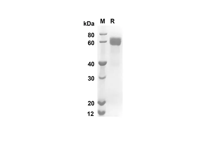 Recombinant Mouse CD23 Protein(FC Tag) - image 1