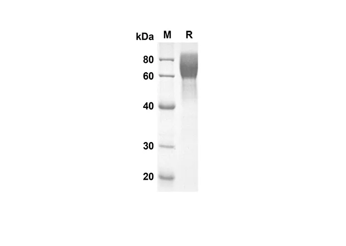 Recombinant Mouse CD48 Protein(Fc Tag) - image 1