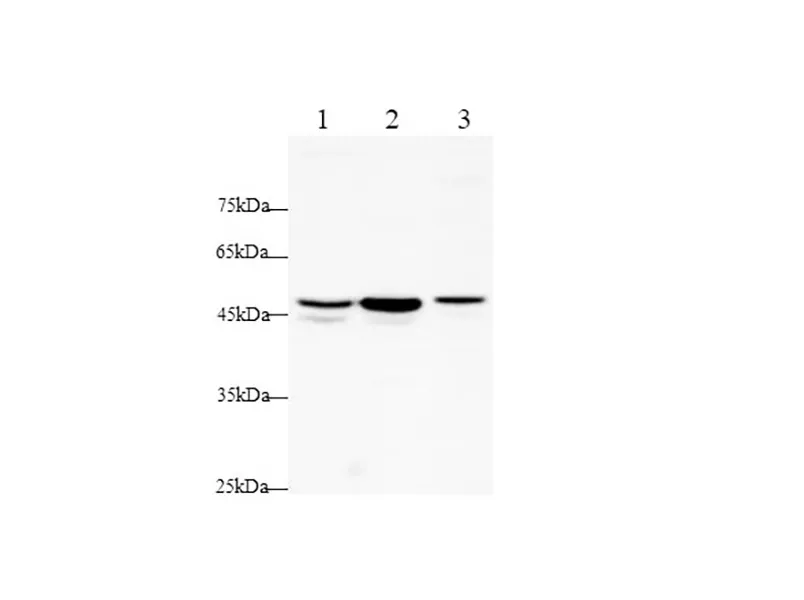 TNF RI/TNFRSF1A Polyclonal Antibody - image 1
