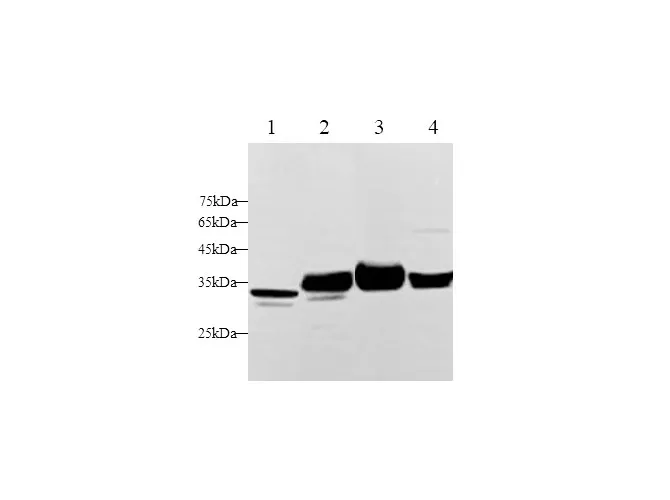 GDF-8 Polyclonal Antibody - image 1
