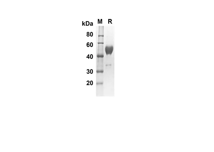 Recombinant Mouse CTLA-4/CD152 Protein(Fc Tag) - image 1