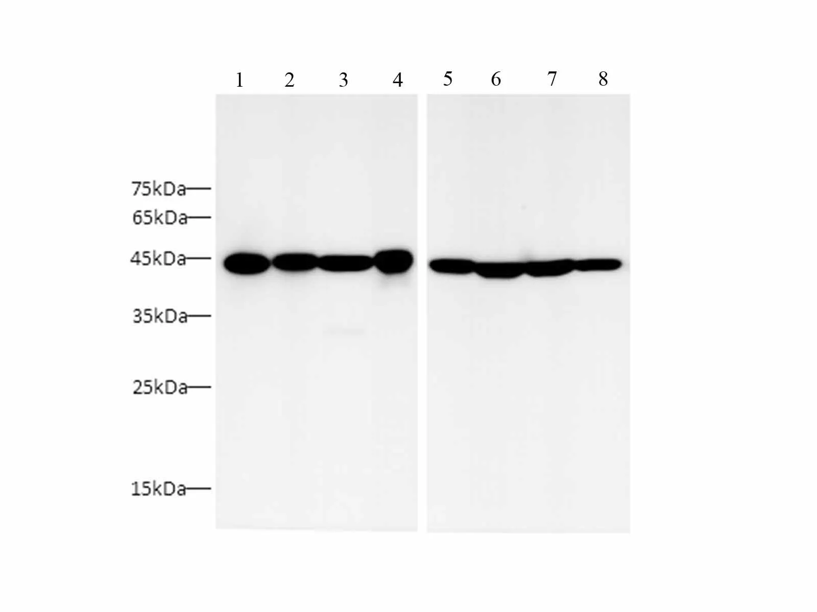 HRP-conjugated beta actin Monoclonal Antibody - image 1