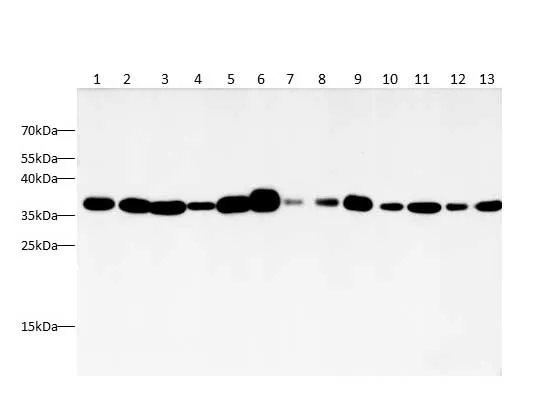 Recombinant GAPDH Monoclonal Antibody - image 1