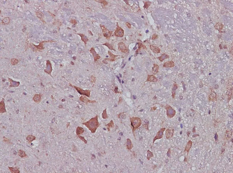 CNTF Polyclonal Antibody - image 1