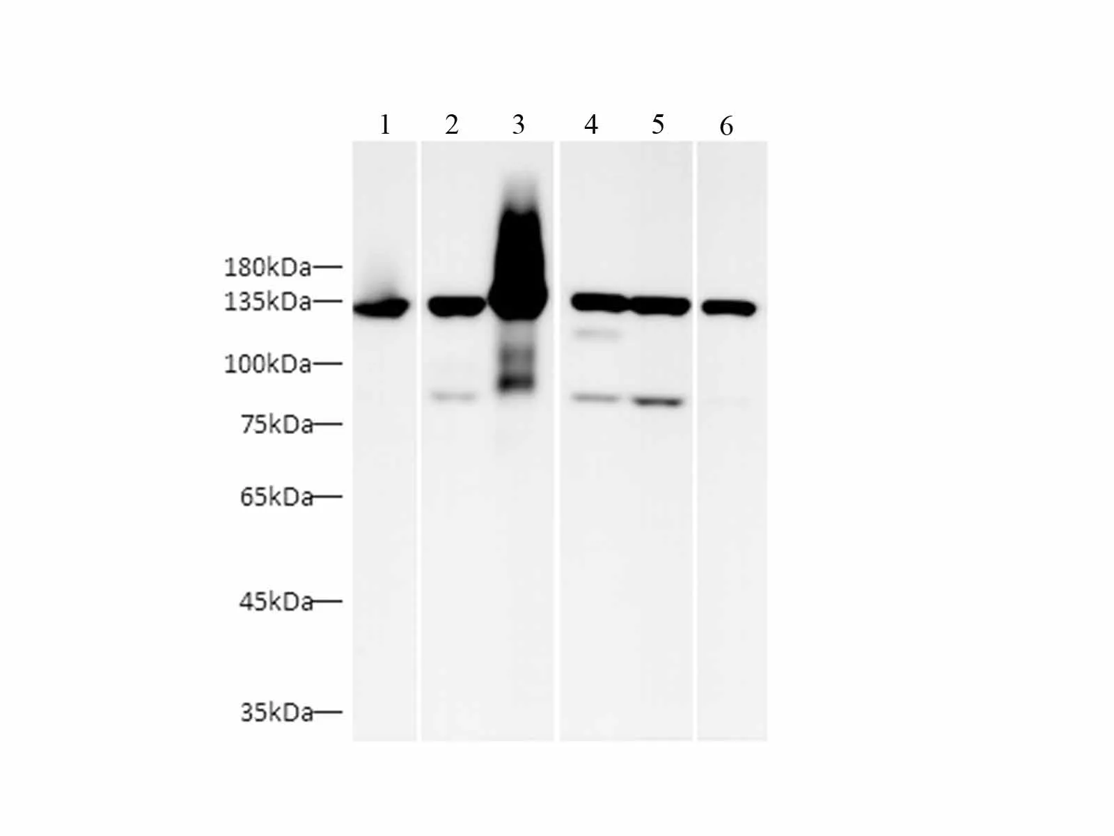HRP-conjugated Vinculin Monoclonal Antibody - image 1