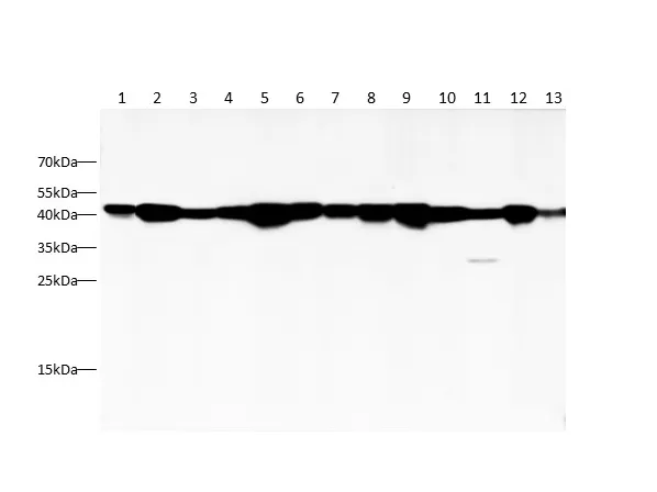 Recombinant beta actin Monoclonal Antibody - image 1