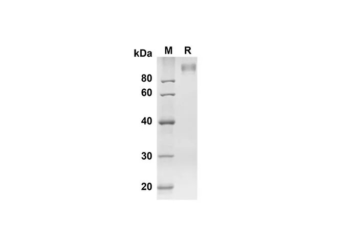Recombinant Mouse Adgre5 Protein( Fc Tag) - image 1