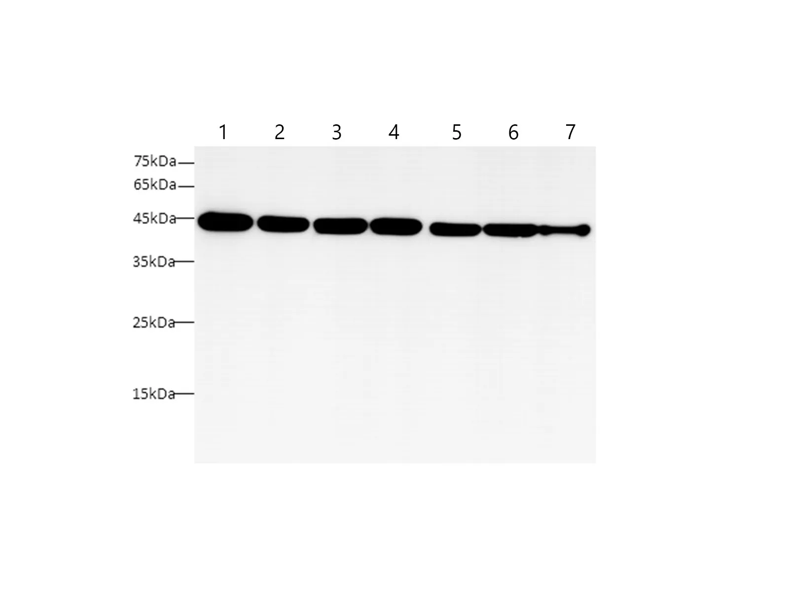 beta actin Monoclonal Antibody - image 1