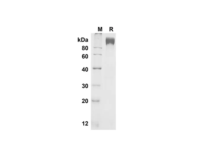 Recombinant Mouse M-CSF R/CD115 Protein(Fc Tag) - image 1