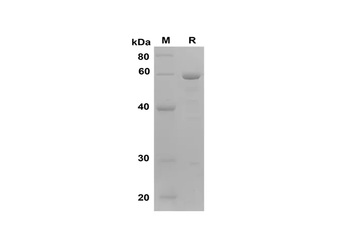 Recombinant Mouse ARG1 Protein(Gst Tag) - image 1