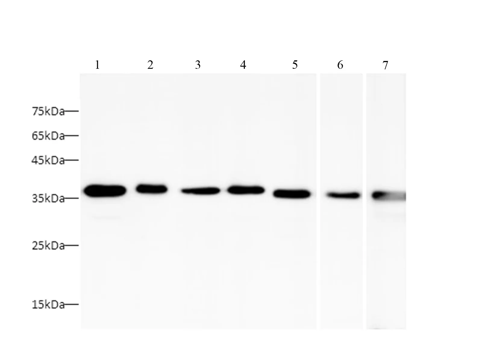 HRP-conjugated GAPDH Monoclonal Antibody - image 1