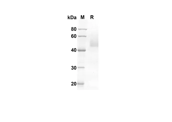 Recombinant Human FASL Protein(Fc Tag) - image 1