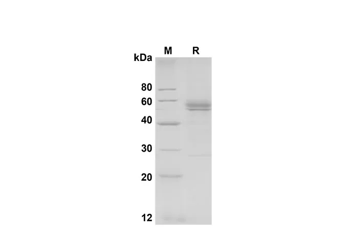 Recombinant Mouse BLAME/SLAMF8 Protein(Fc Tag) - image 1