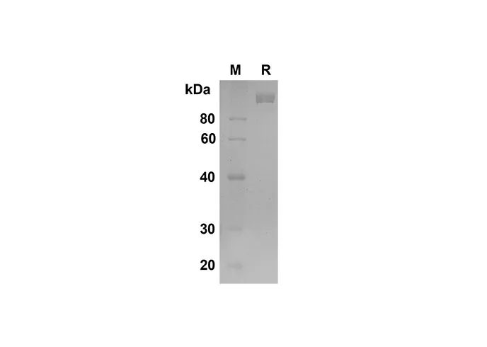 Recombinant Mouse DPPIV/CD26 Protein(Fc Tag) - image 1