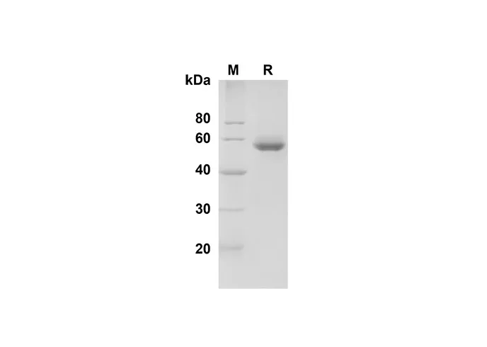 Recombinant Human BLAME/SLAMF8 Protein(Fc Tag) - image 1