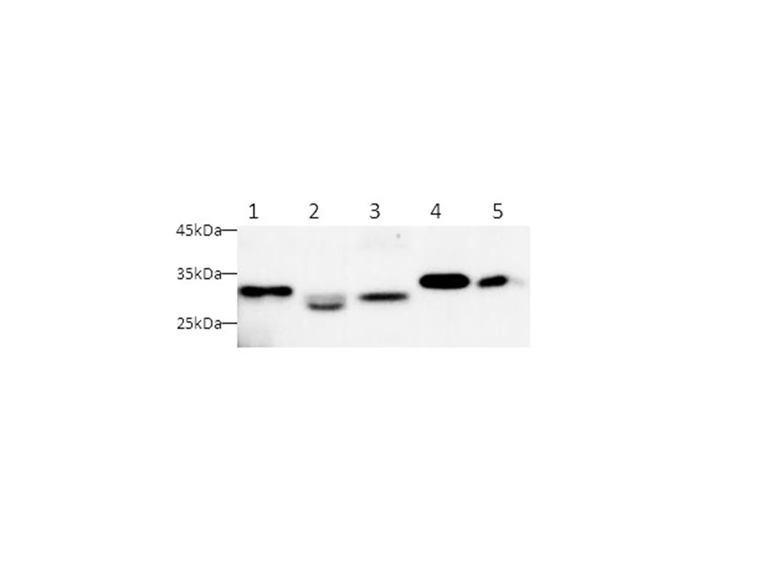 HMGB-1 Polyclonal Antibody (Capture/Detector) - image 1