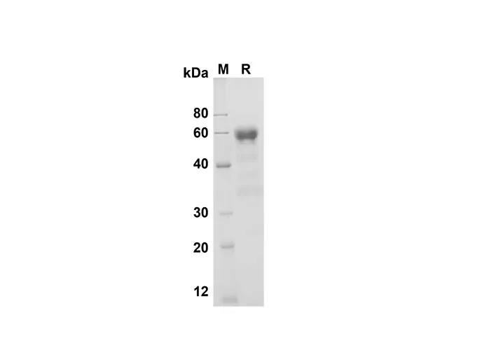 Recombinant Mouse CD27/TNFRSF7 Protein(Fc Tag) - image 1