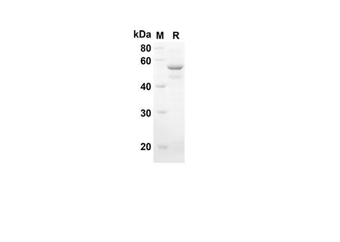 Recombinant Mouse SH3Y1 Protein(Sumo Tag) - image 1