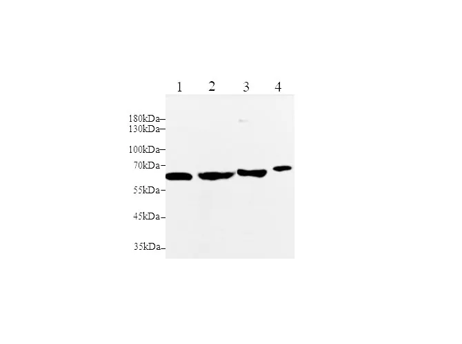 MMP-2 Polyclonal Antibody - image 1