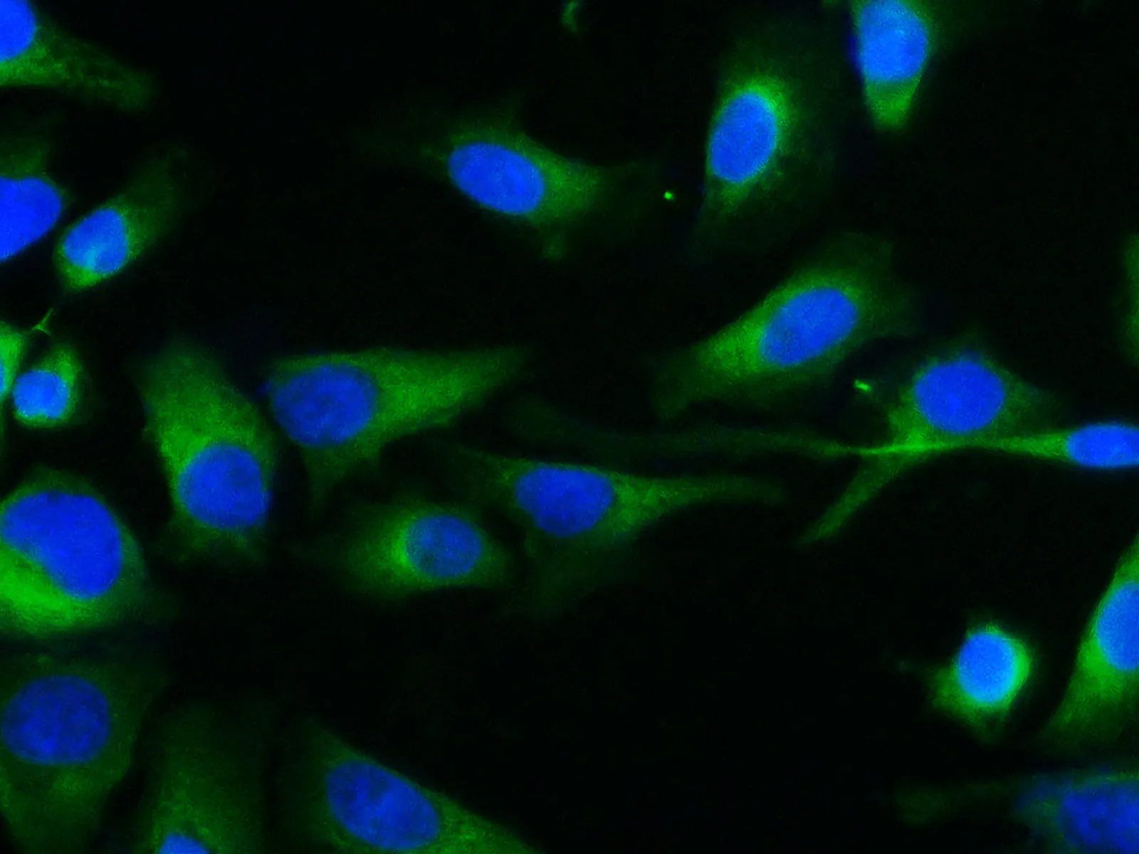 Elab Fluor® 488-conjugated beta Tubulin Monoclonal Antibody - image 1