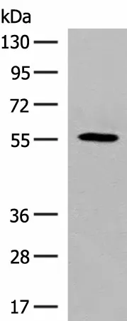 GPR22 Polyclonal Antibody - image 1