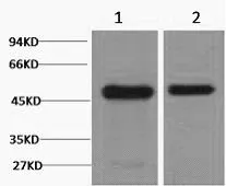 FN1 Monoclonal Antibody - image 1