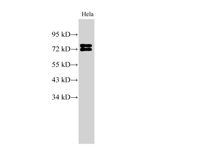 LMNA Polyclonal Antibody - image 1