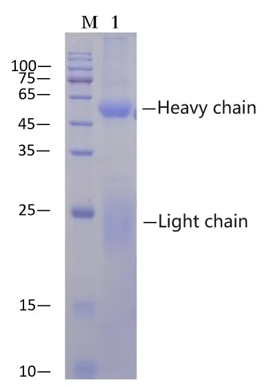 Rabbit IgG Affinity Agarose - image 1