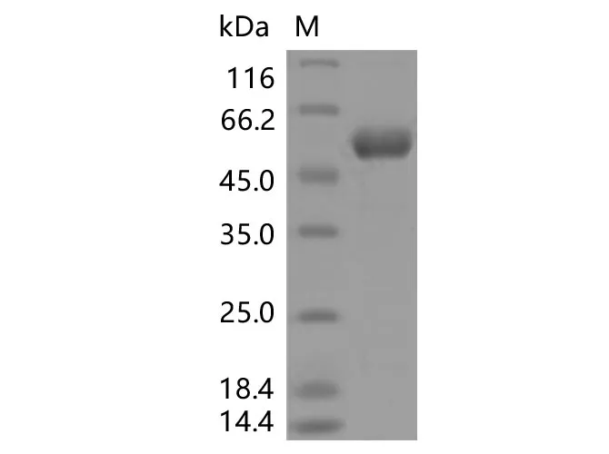 Recombinant SARS-CoV-2 Spike RBD (Y453F) (rFc Tag) - image 1