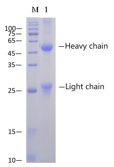 Mouse IgG Affinity Agarose - image 1