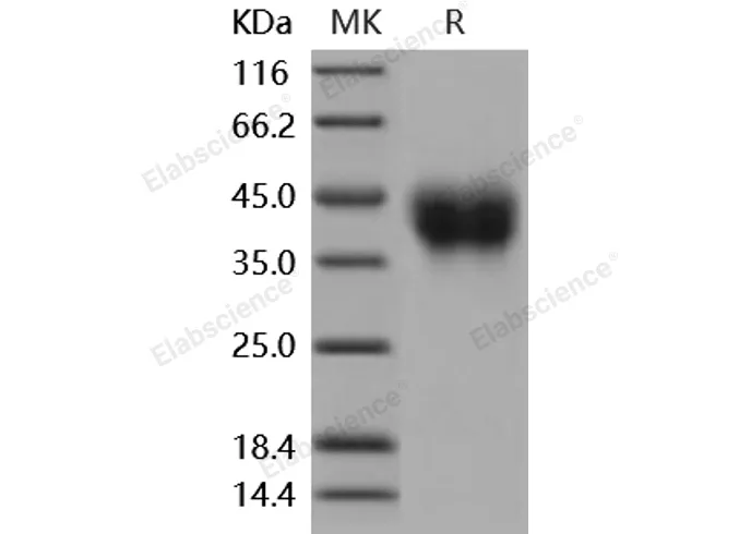 Recombinant Mouse CD200 Protein (His Tag) - image 2